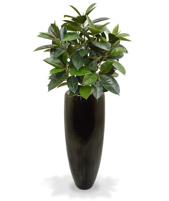 Elastica robusta 90cm groen