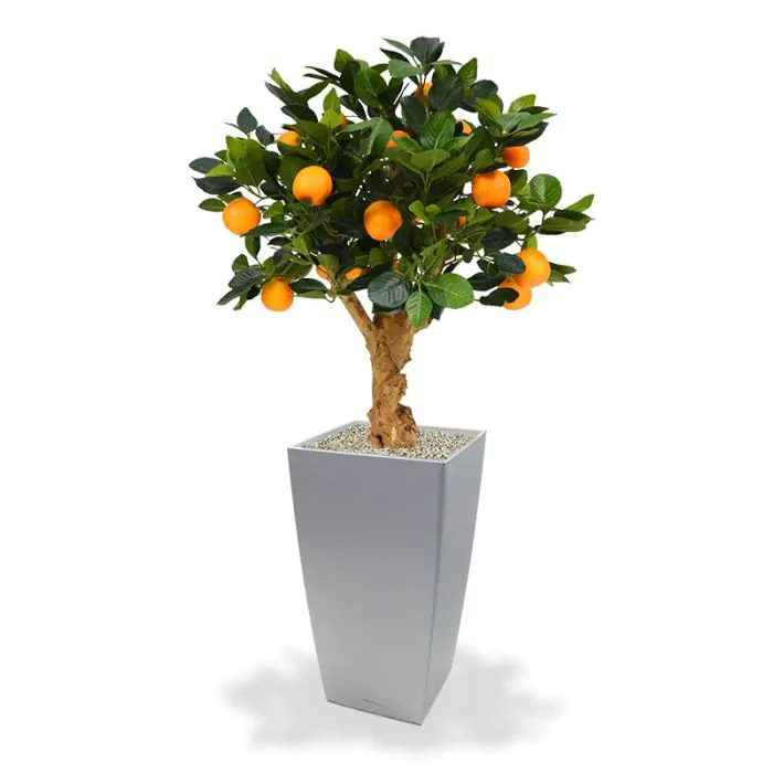 sinaasappel bonsai
