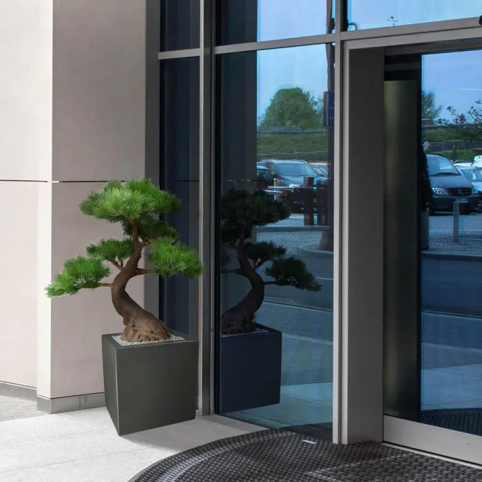 pinus bonsai