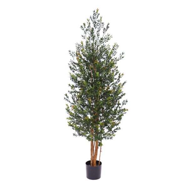 129016UV_Buxus_haag_165_groen-rood.