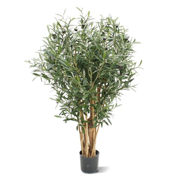 olijfboom 100cm