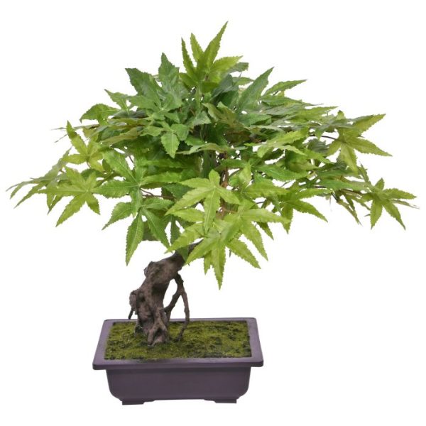 142005GR_Acer_Bonsai_in_schaal_50_groen