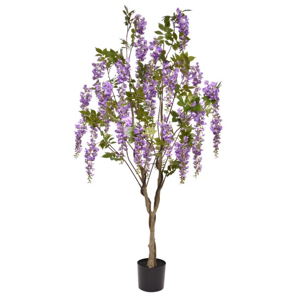 144118LI_Wisteria_180_lila