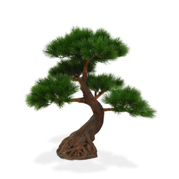 bonsai pinus