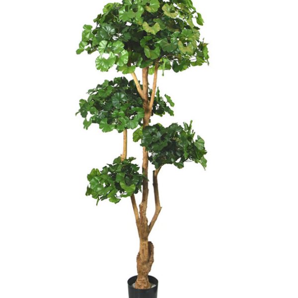 Ginko bonsai boom