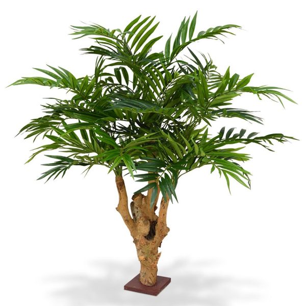 184609_parlour_palm_95_op_voet_4
