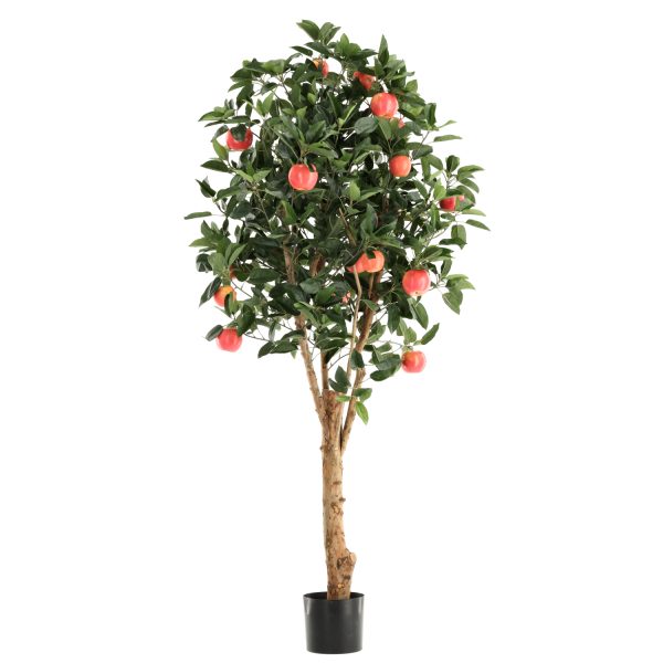 193120-appelboom-deluxe-200-1