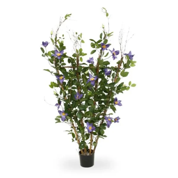 clematis paars