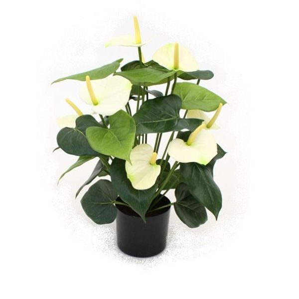 405105cr_anthurium_creme_50cm_pp_5