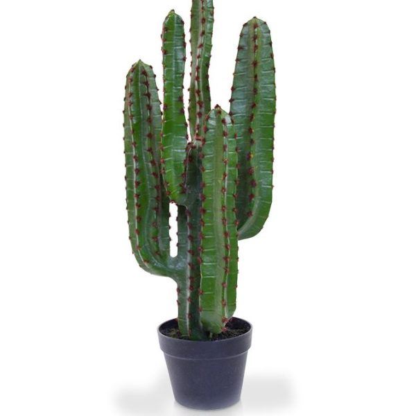 420107p_euphorbia_cactus_70_4