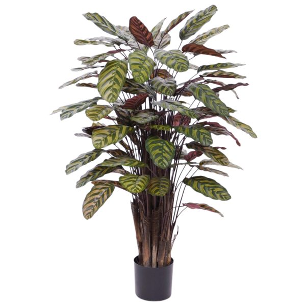 443511_Red_Calathea_Makoyana_115_x9co6p