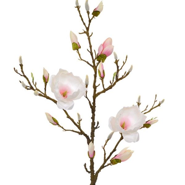 510099_magnolia_tak_100_rose_close_5