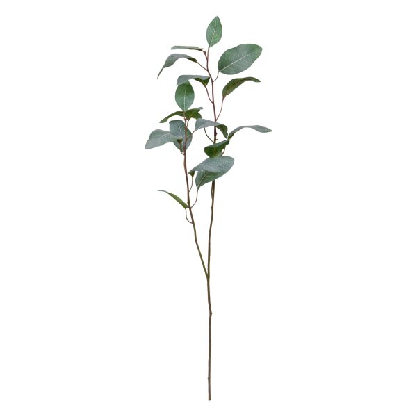 519608_Eucalyptus_tak_80_01