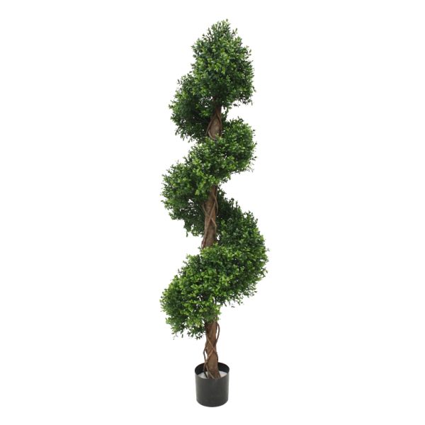buxus spiraal