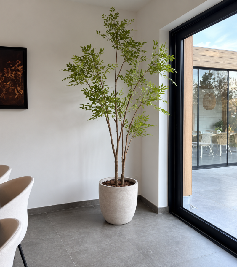 Minimalistische hoek met groene kamerboom