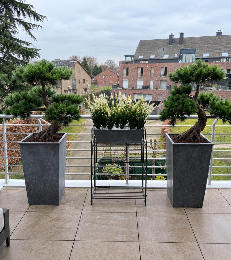 Moderne balkon met bonsaipijnbomen