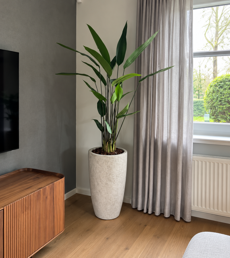 Moderne woonkamer met tropische plant