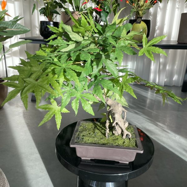 PHOTO-2025-12-16-11-38-52 (2)