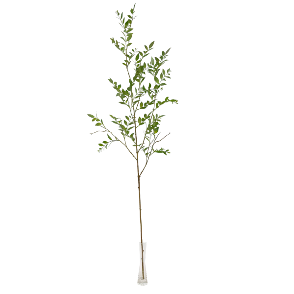 Ruscus