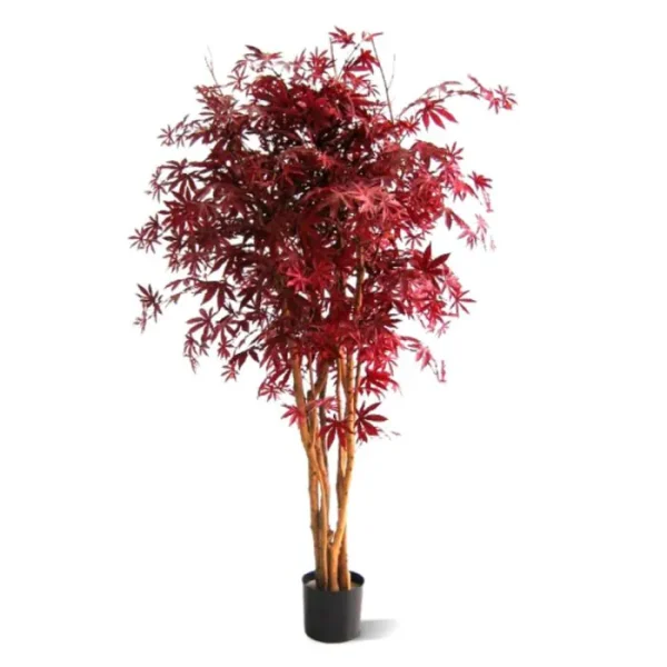 acer burgundy
