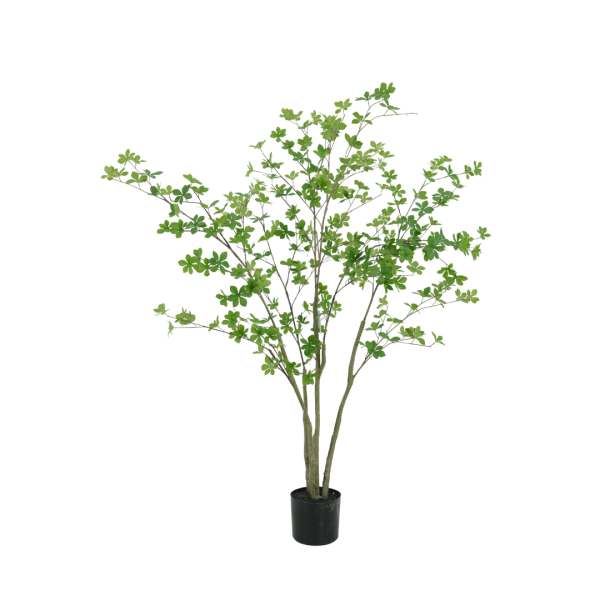 enkianthus-boom-150cm