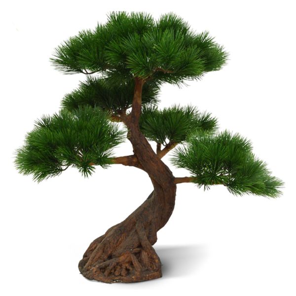 pinus_bonsai_x5_deluxe_80_cm_op_voet_uv_151808uv_1_4